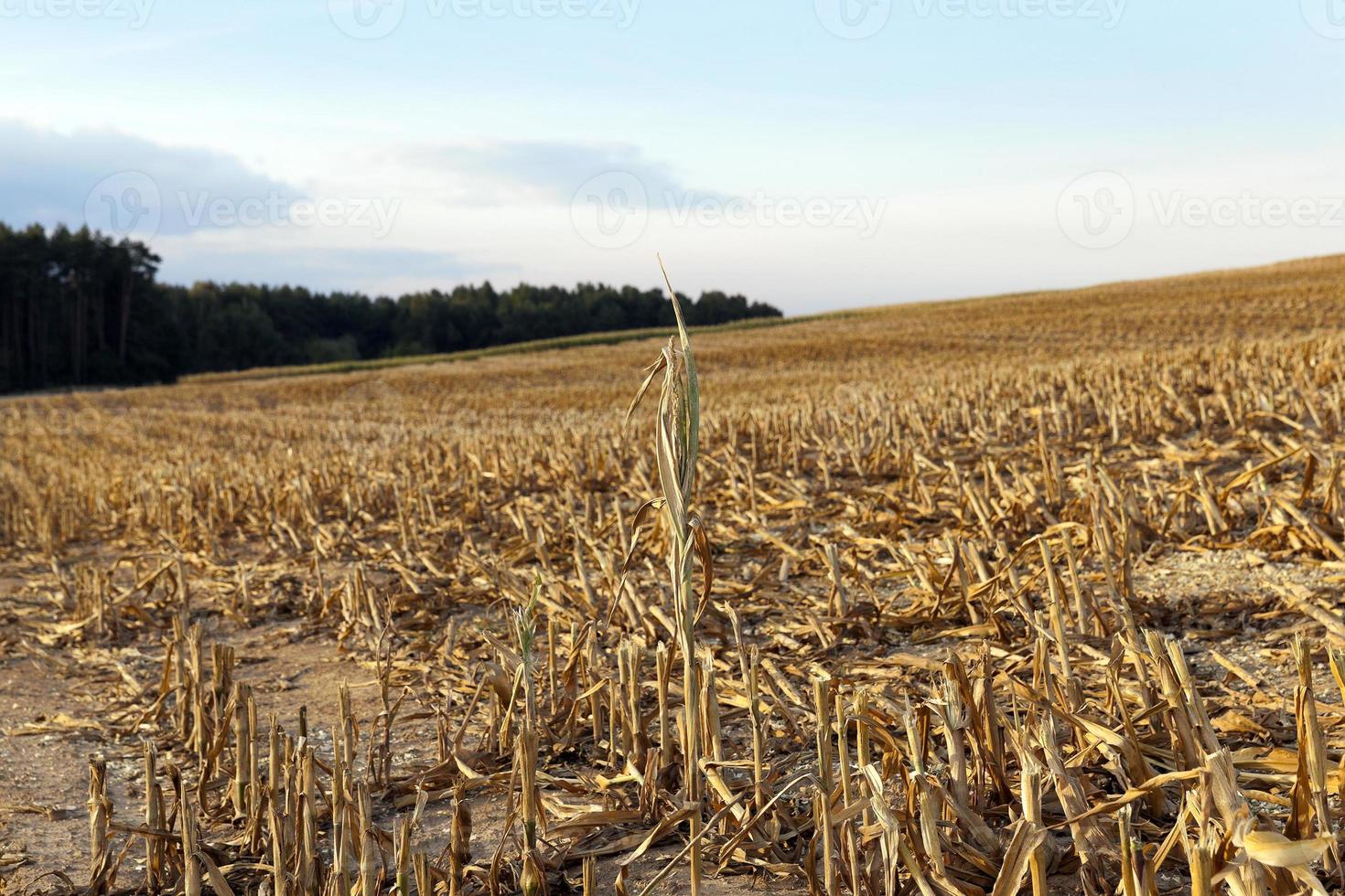 mature corn crop photo
