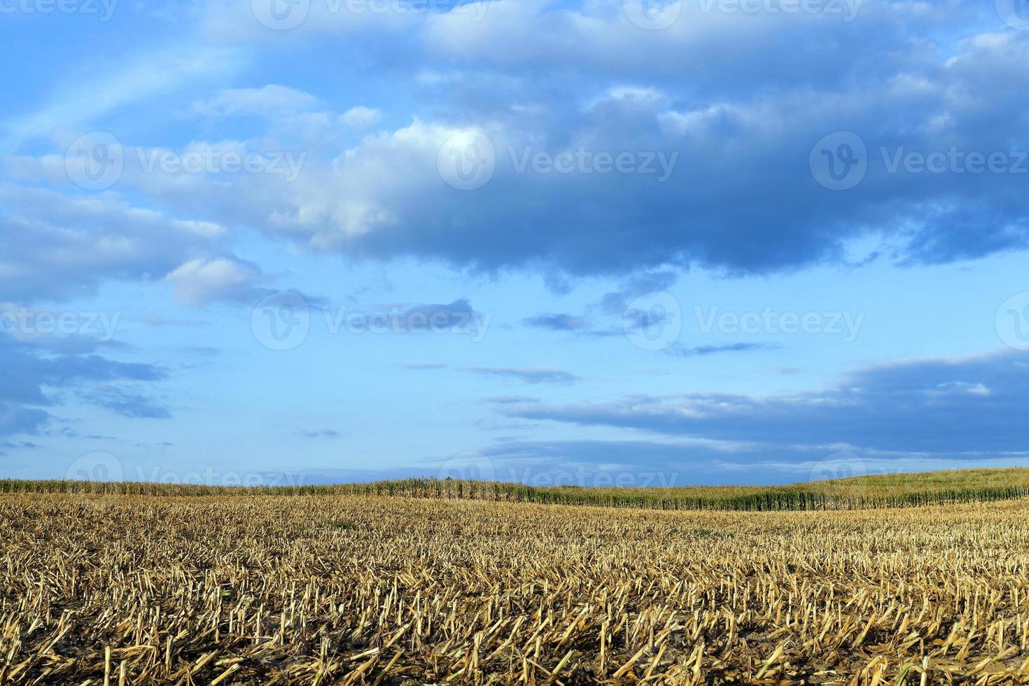 mature corn crop photo