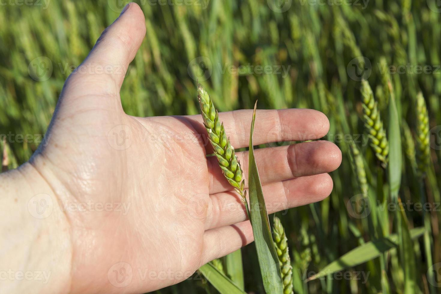 Field with cereal photo