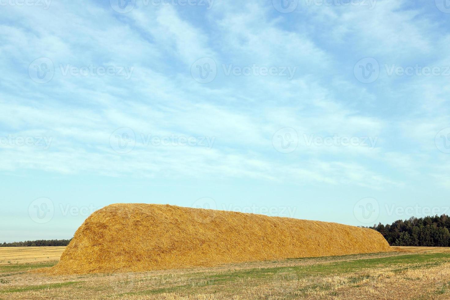 pila de paja en el campo foto