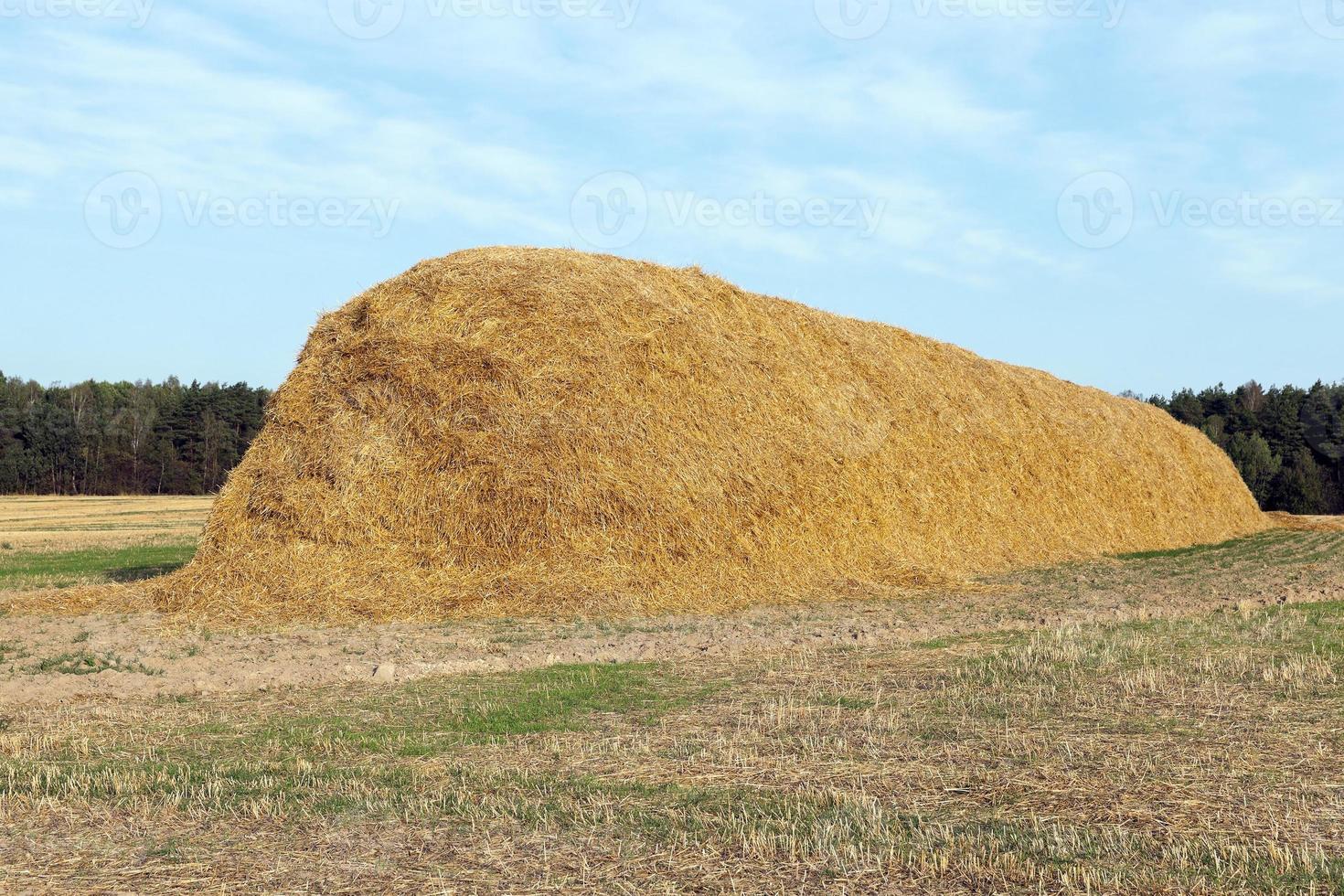 stack of straw in the field photo