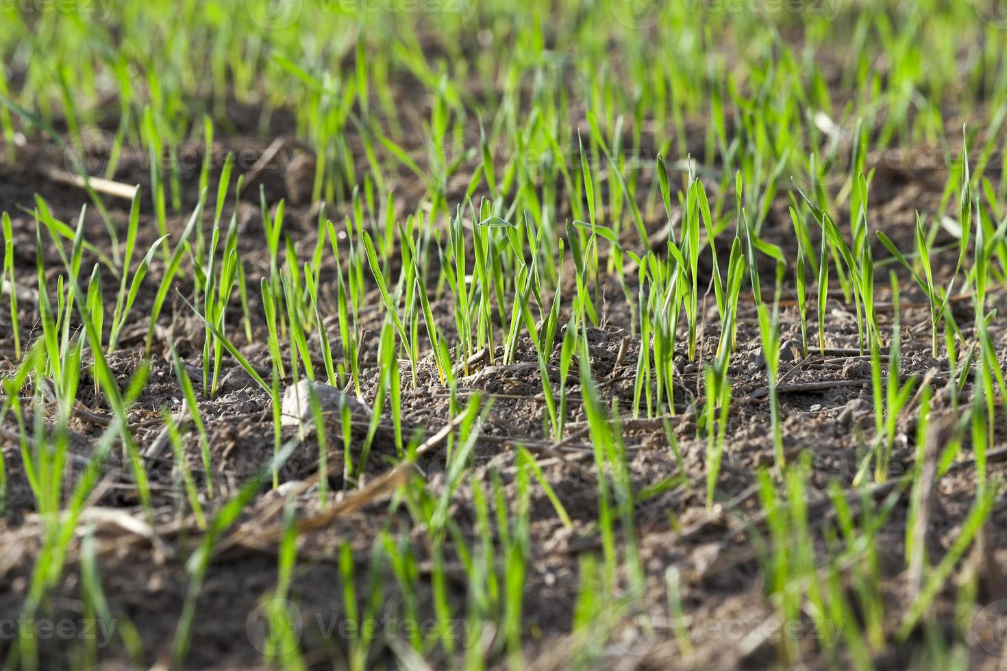 young grass plants, close-up photo