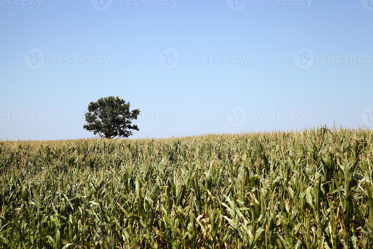 tree in the field photo