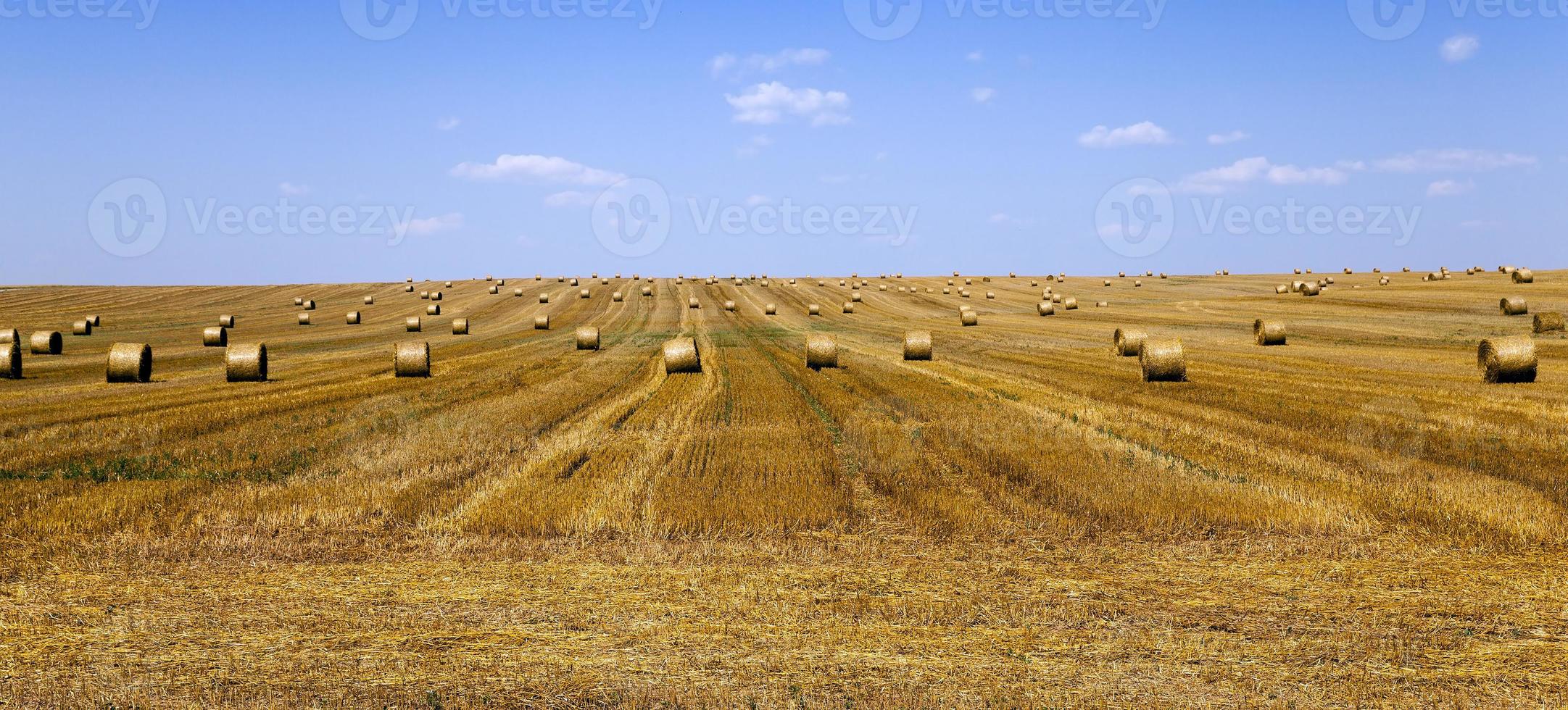 cereales durante la cosecha foto