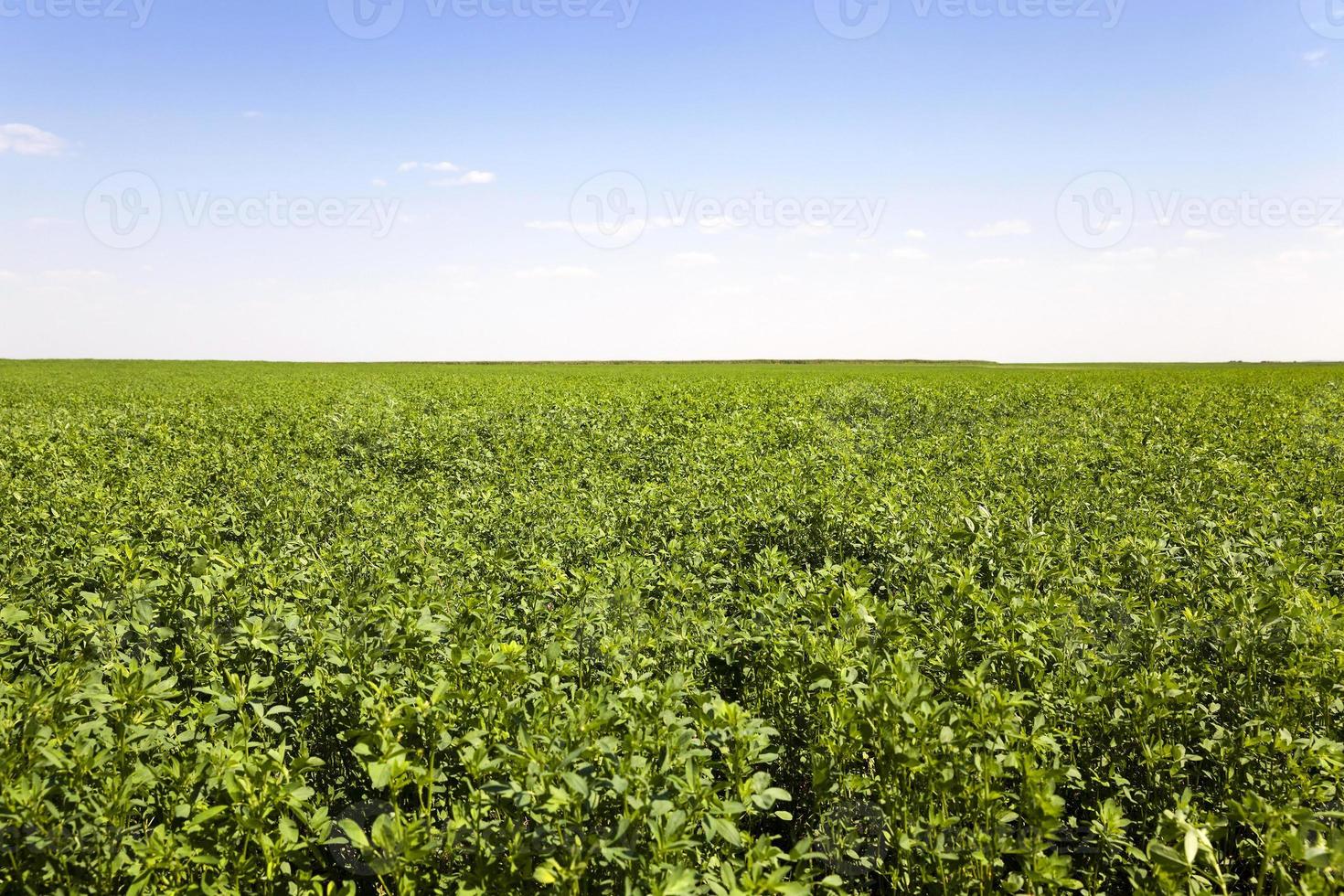 Agricultural field. grass photo