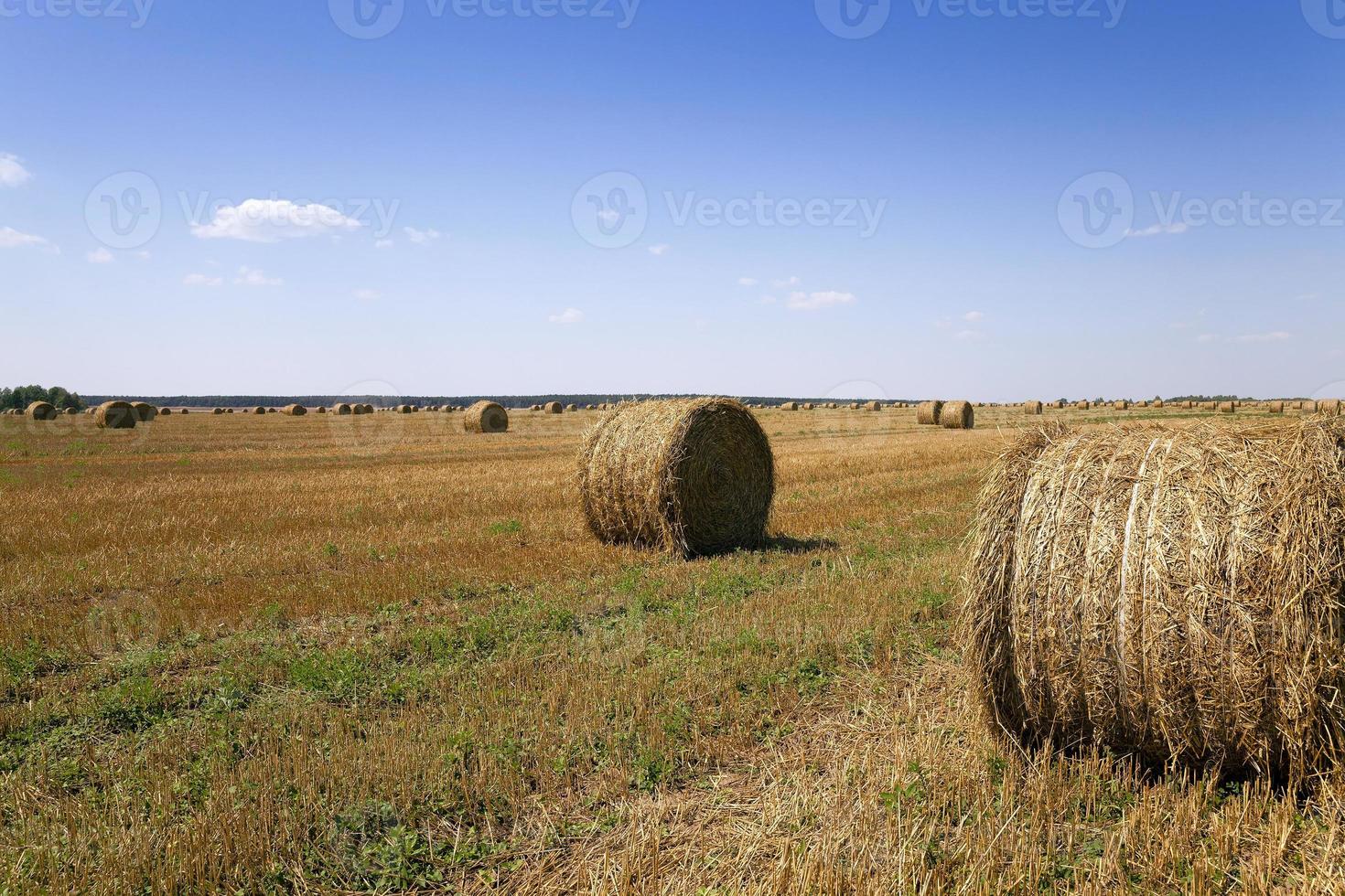 field after harvesting photo