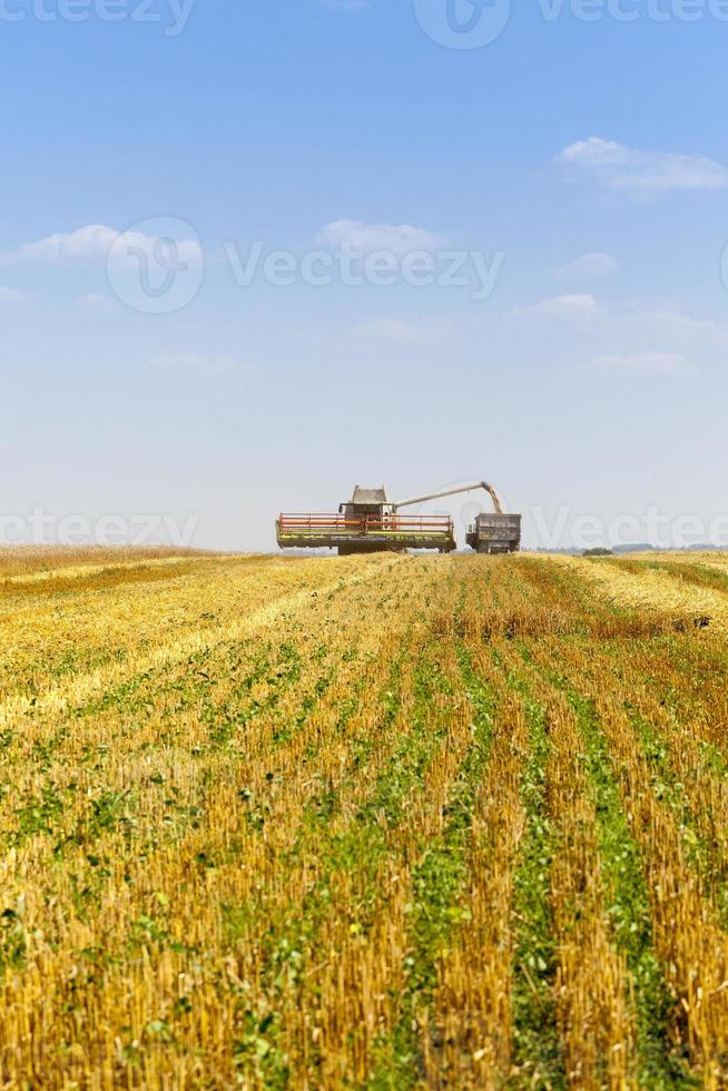 Harvester in the field photo