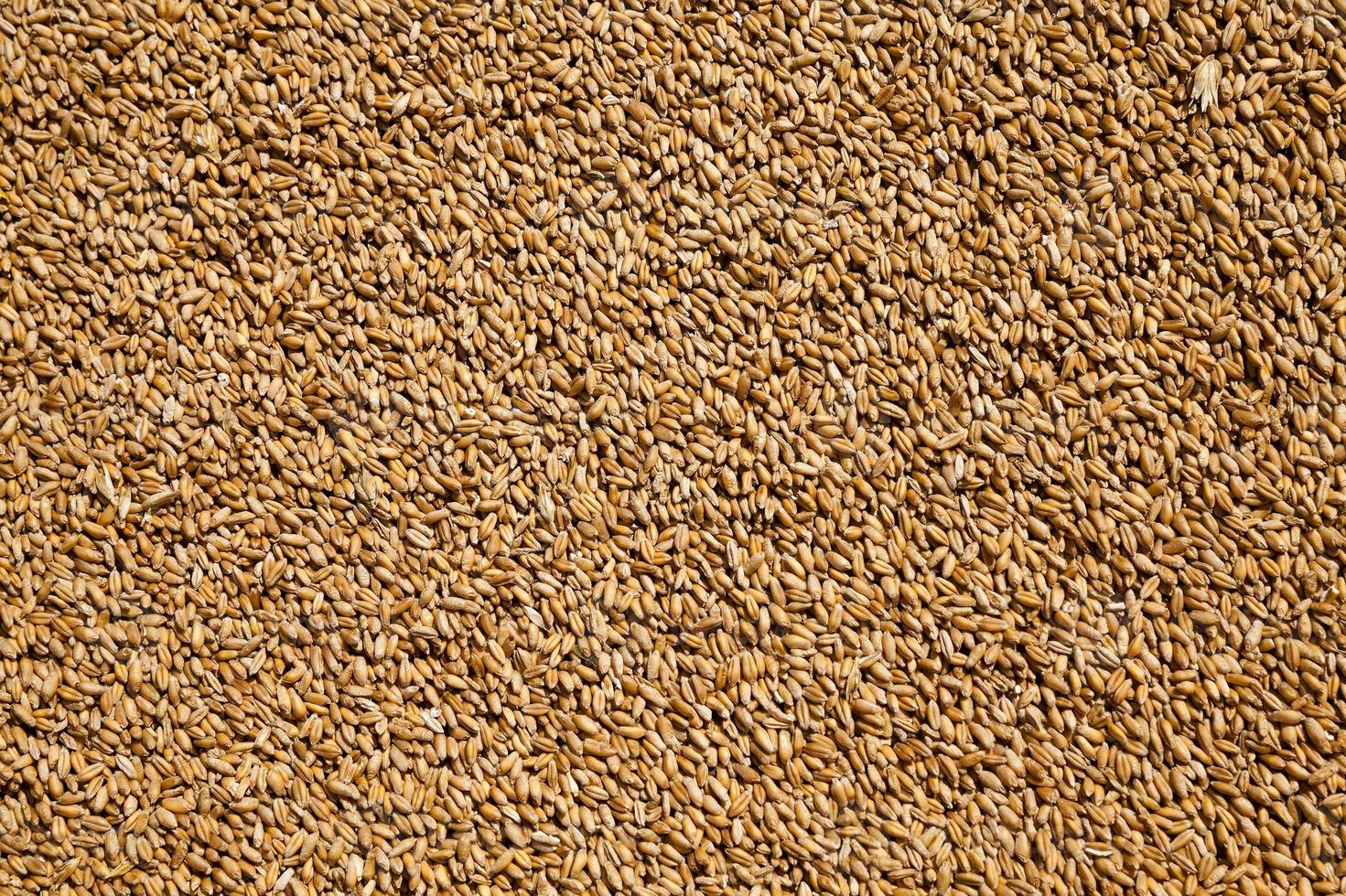 wheat grains . harvesting photo