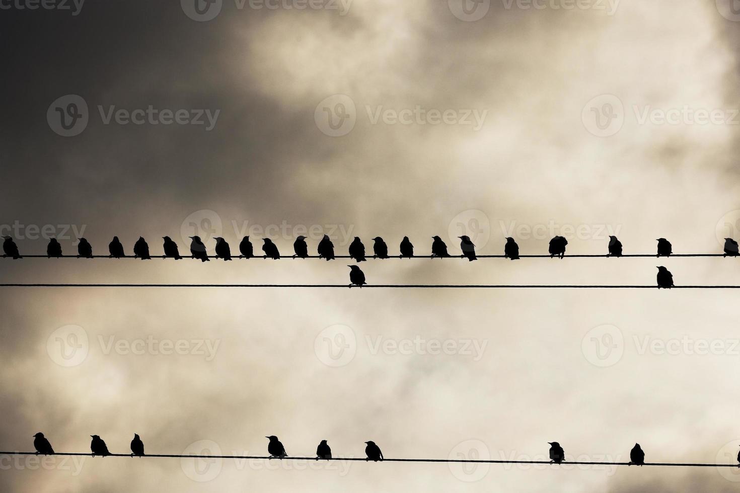 Birds on a wire photo