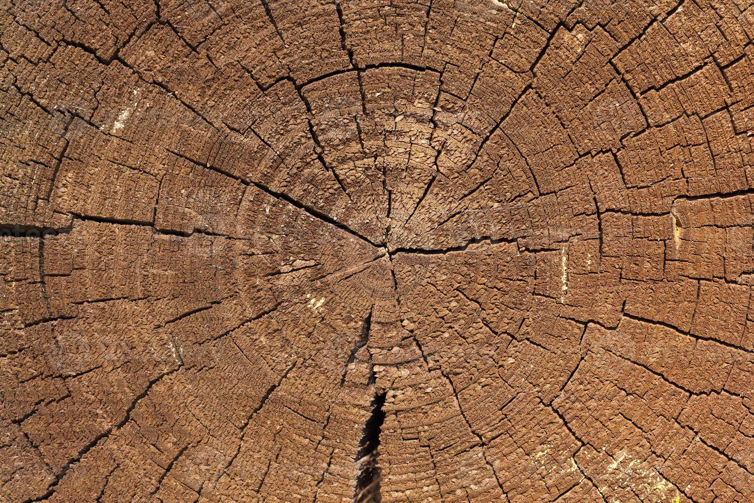 cracked tree trunk photo