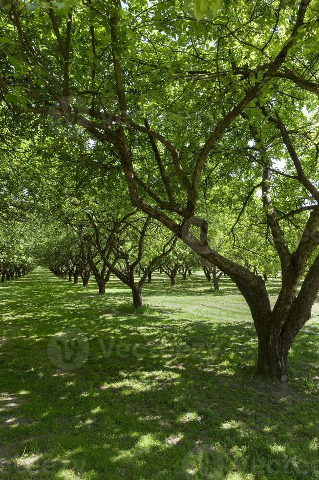 árboles en el parque, verano foto