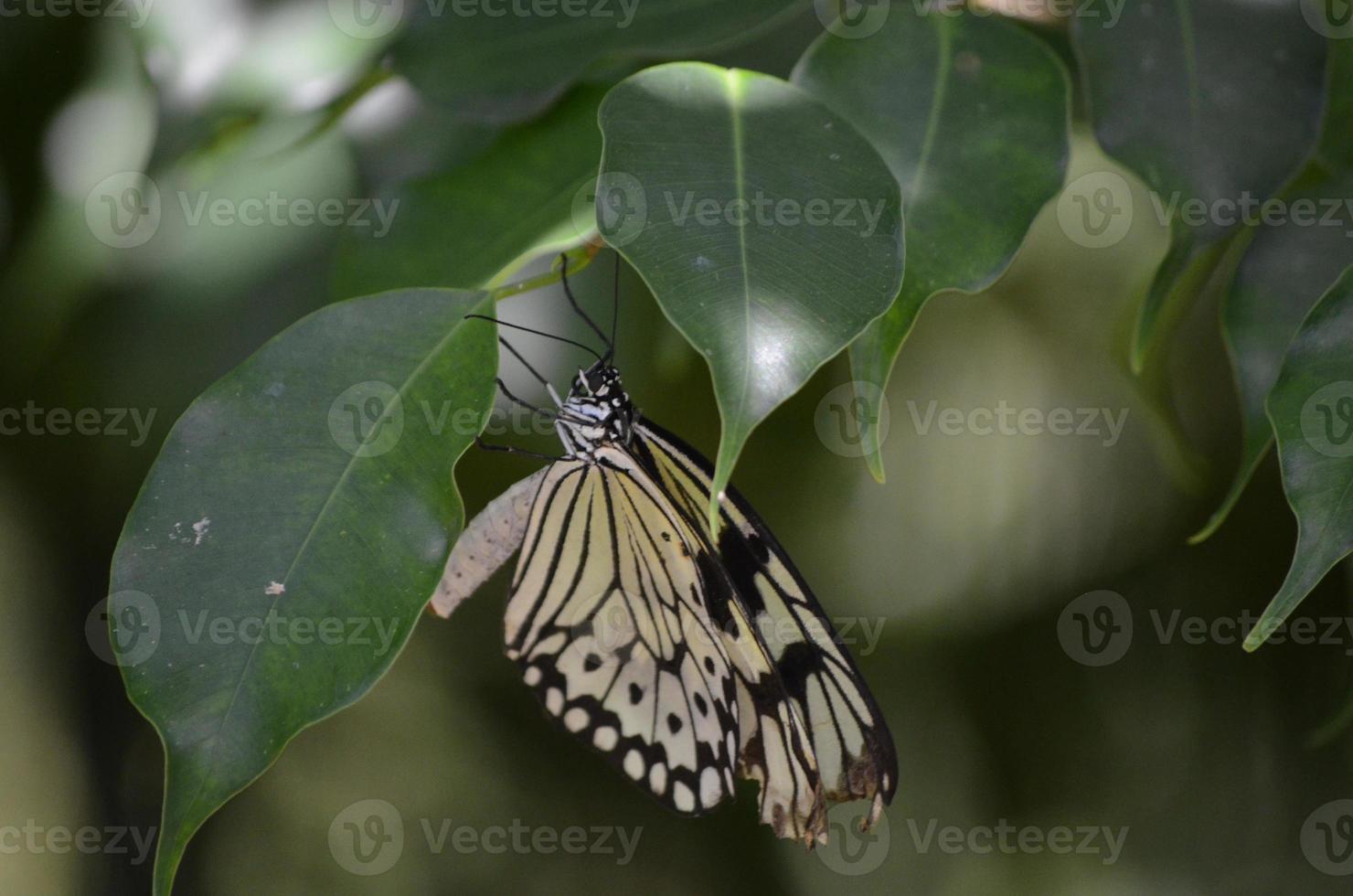 ninfa de árbol blanco con un ala rota dañada foto