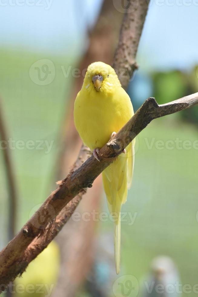 Small Budgie Parakeet Living in the Wild photo