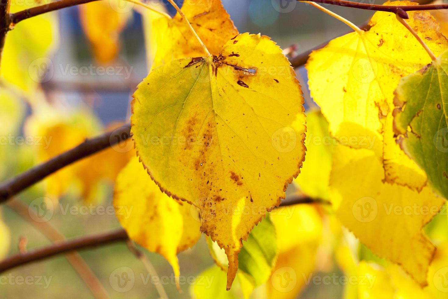 yellowing leaves on the trees photo