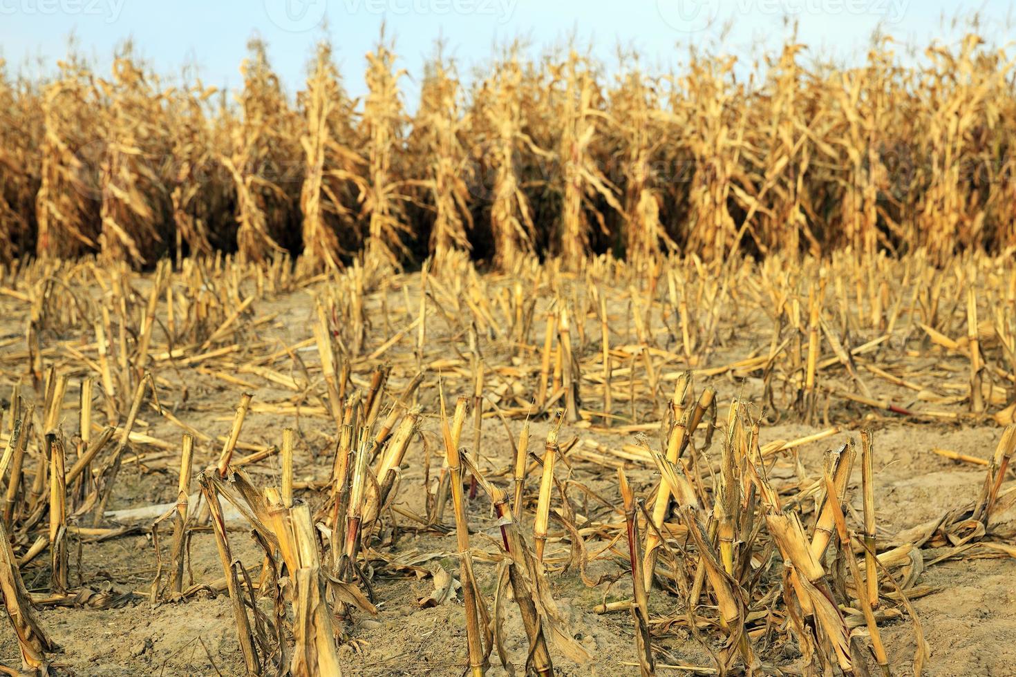 agricultural field with corn photo