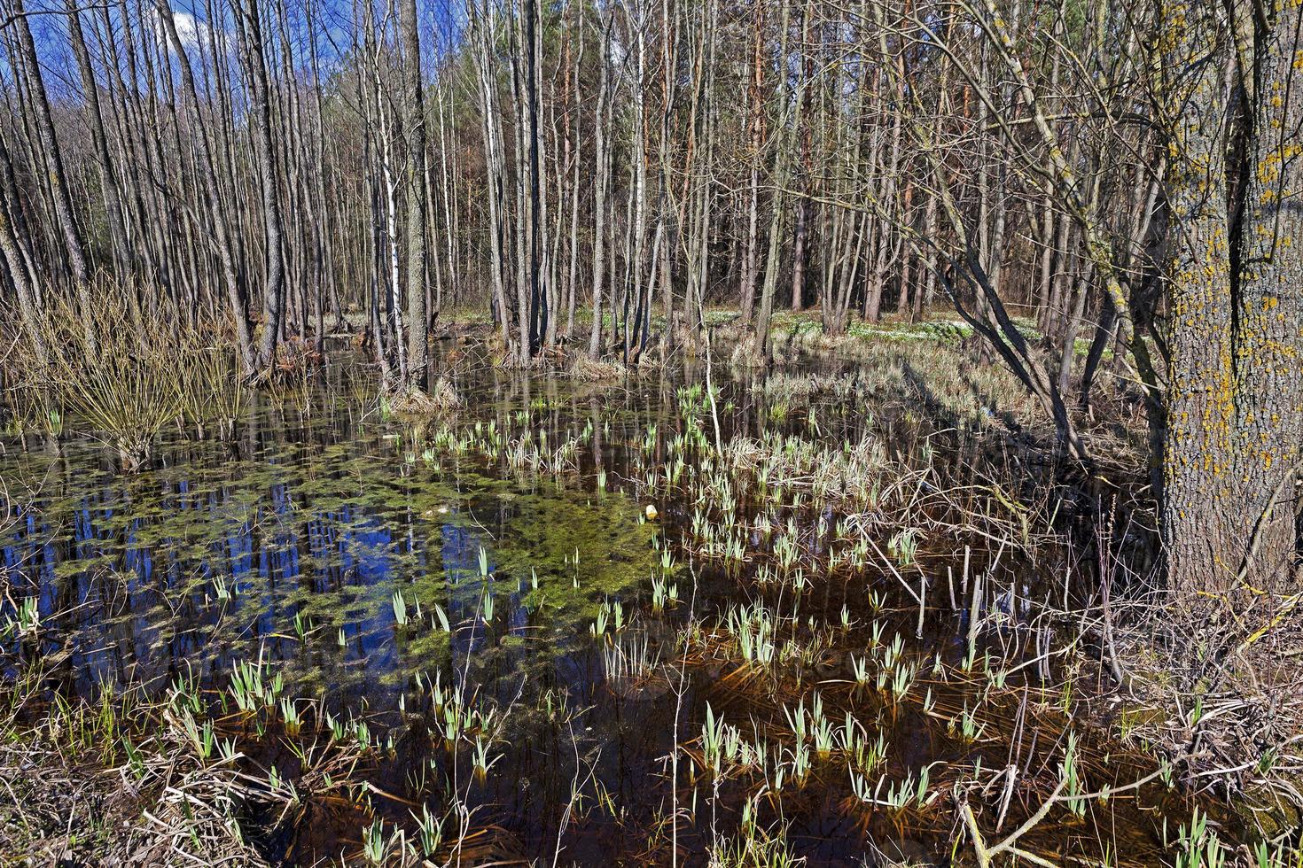 swamp spring . close-up photo