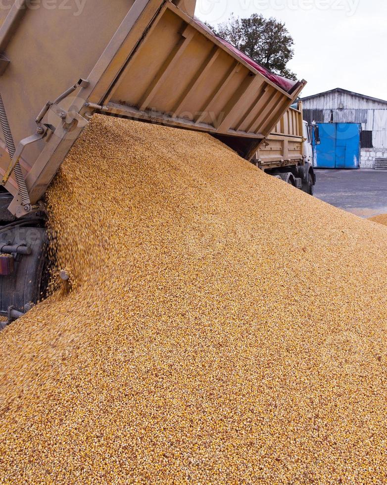 harvesting corn . car photo