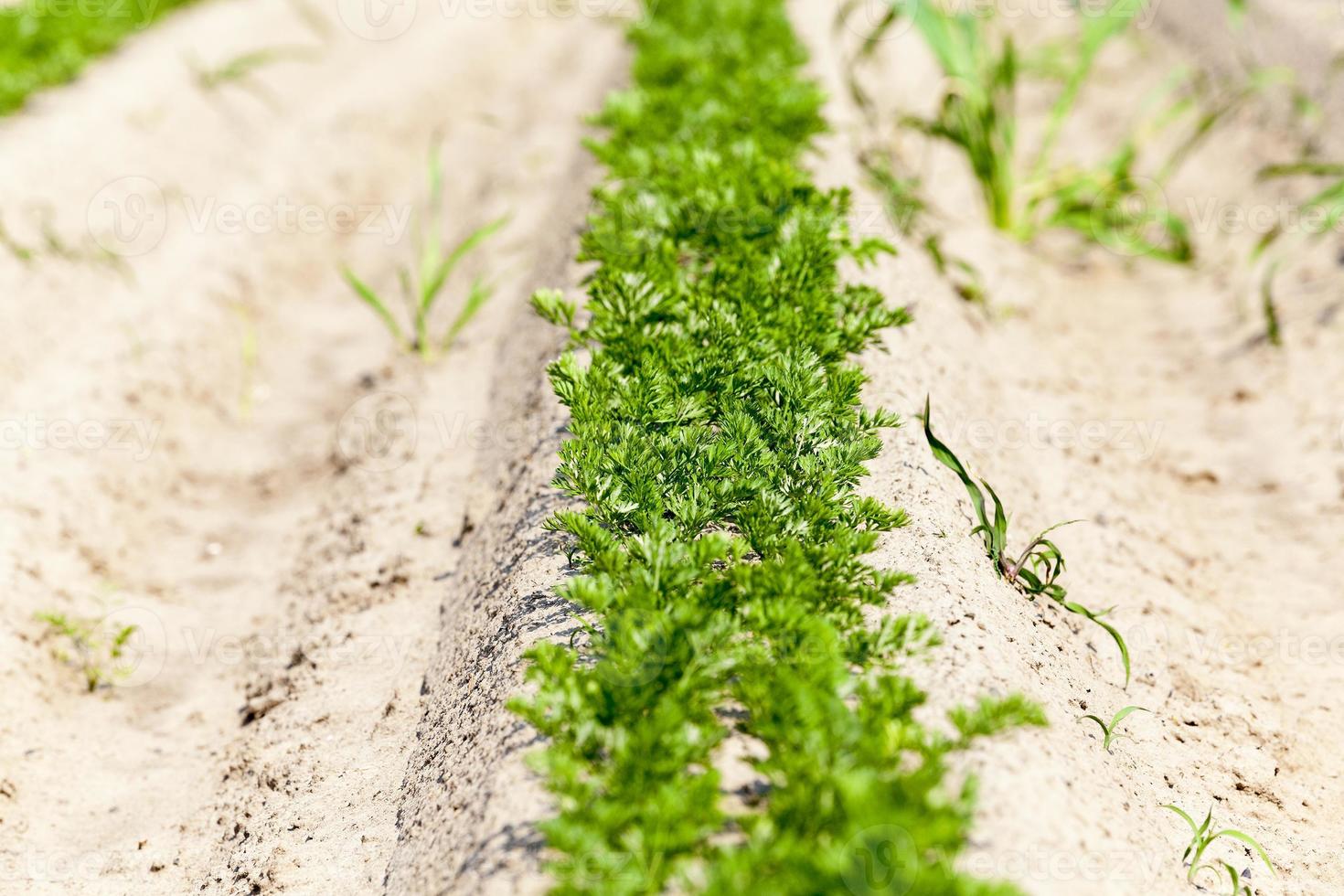 Field with carrot photo