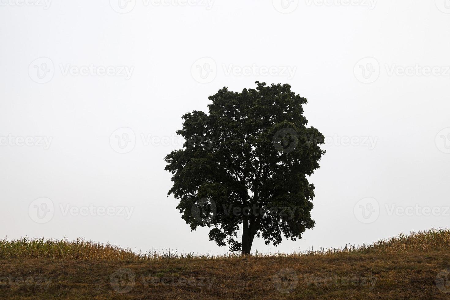 tree in the field photo