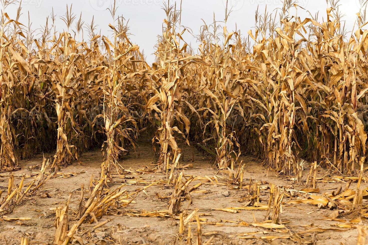 agricultural field with corn photo