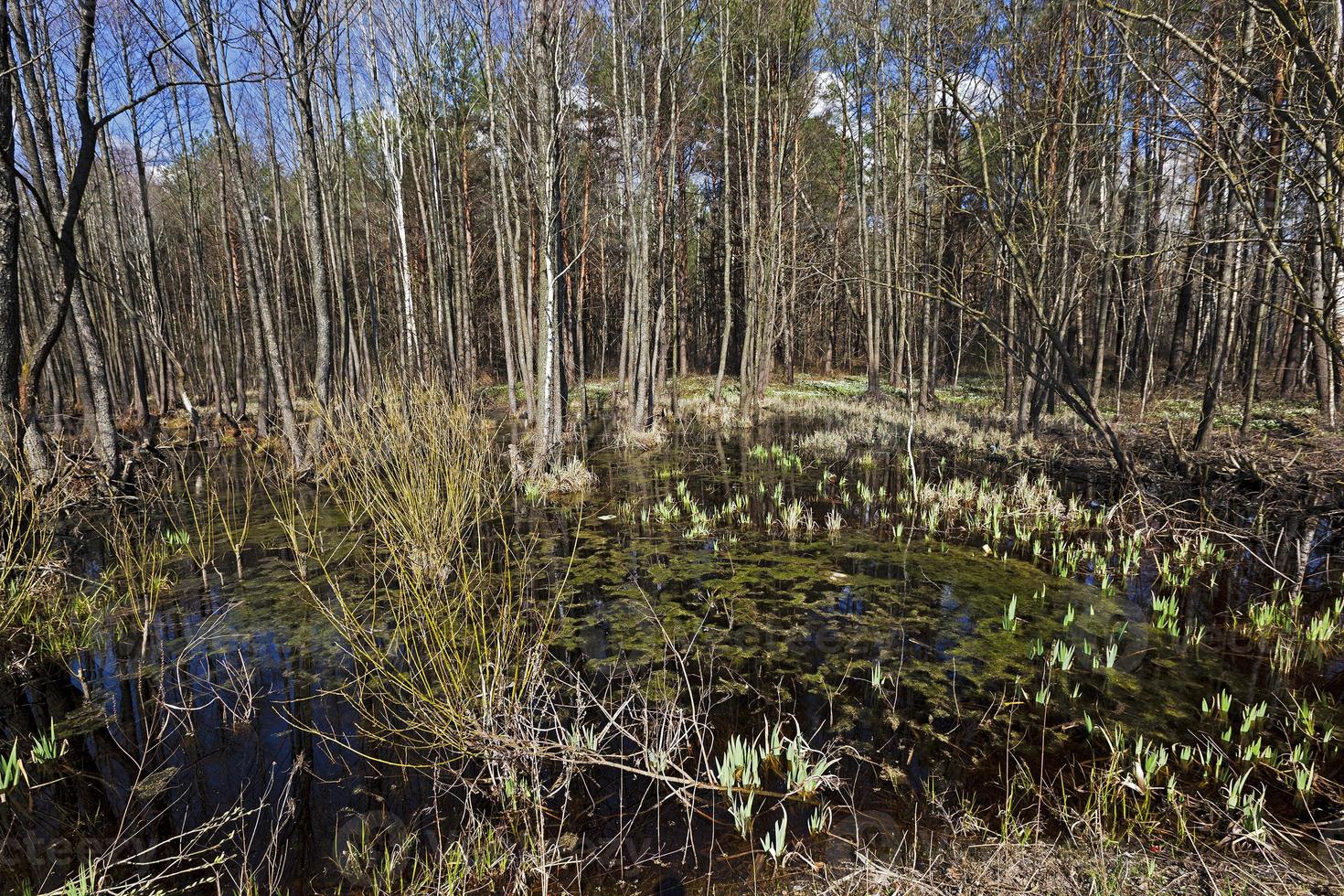 swamp spring . close-up photo