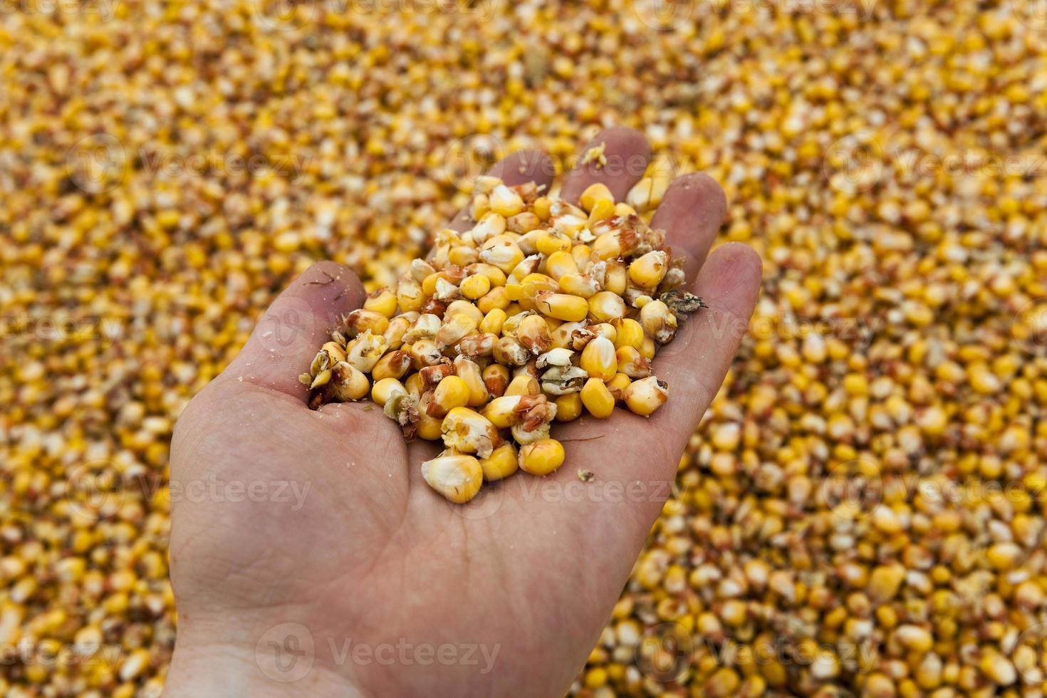 Corn seeds close-up photo