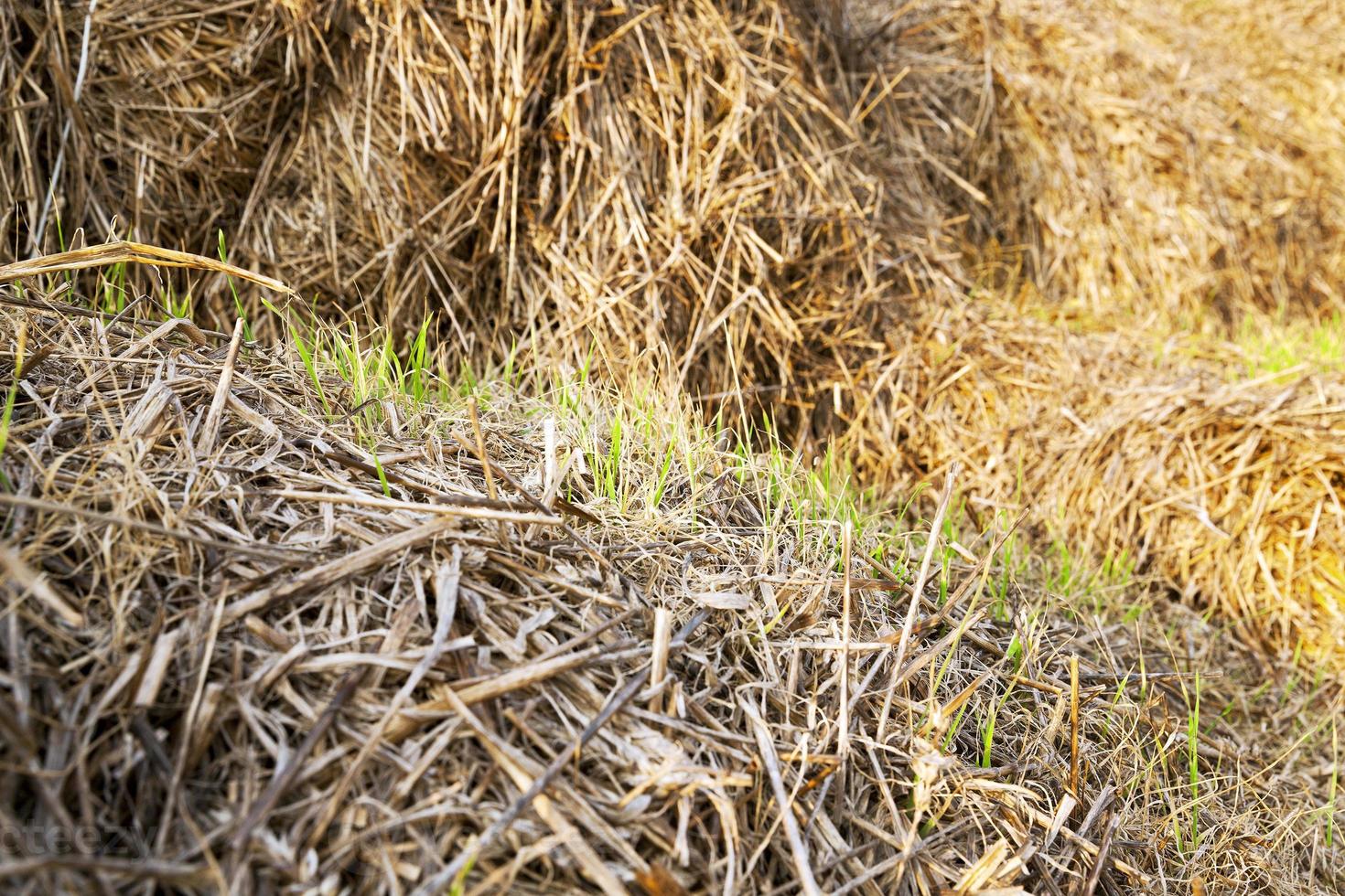 wheat germ . after harvest photo