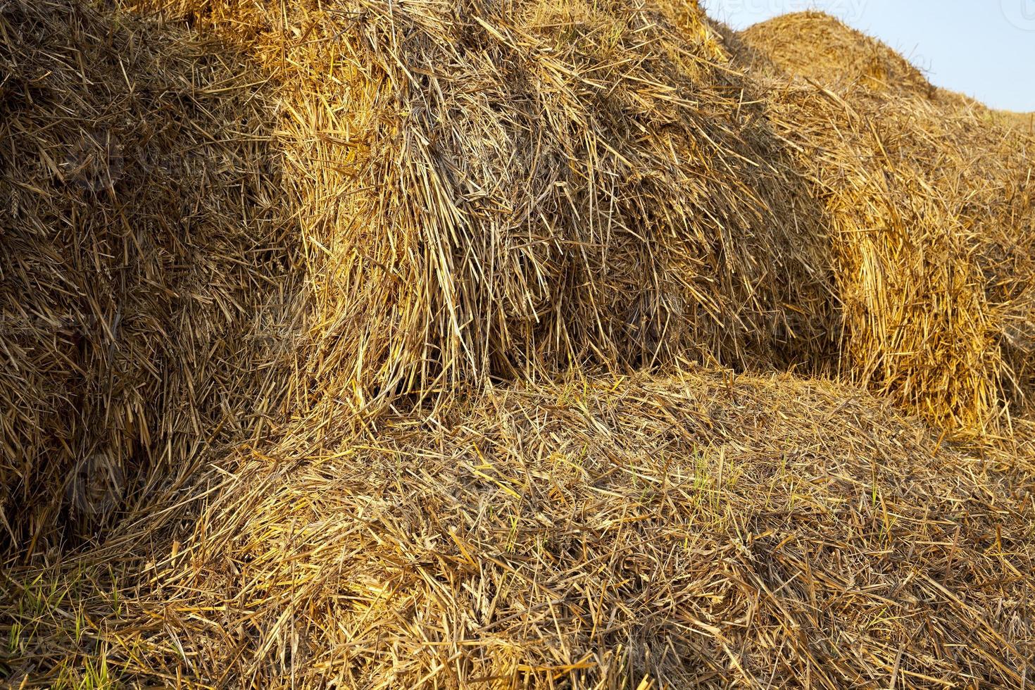 Stack of straw photo
