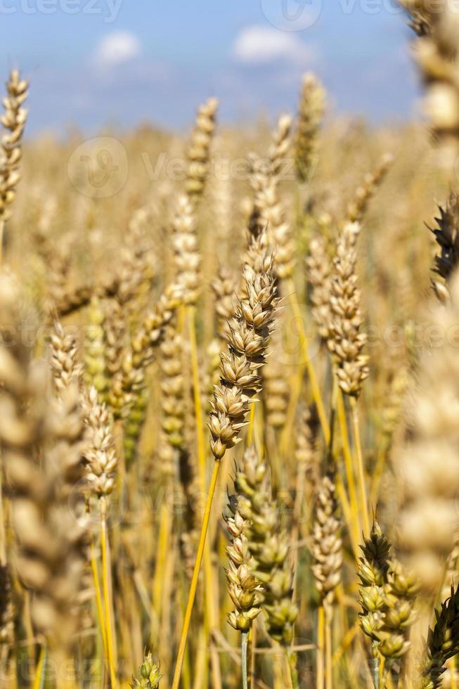 Grain field, close up photo