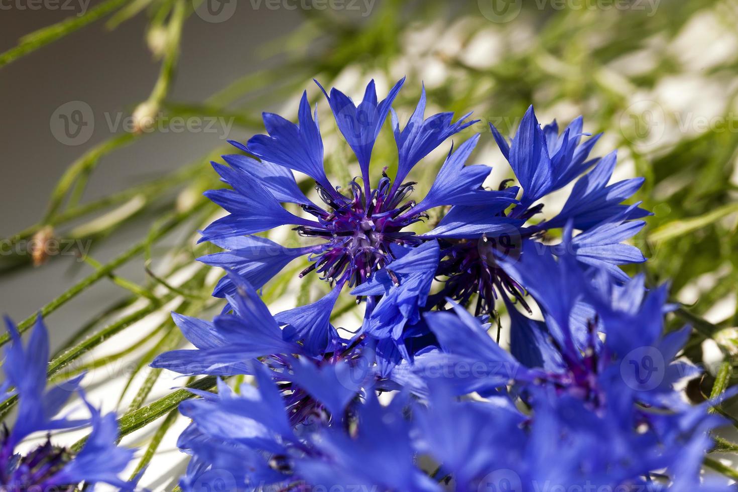 cornflower  . summer. weed photo