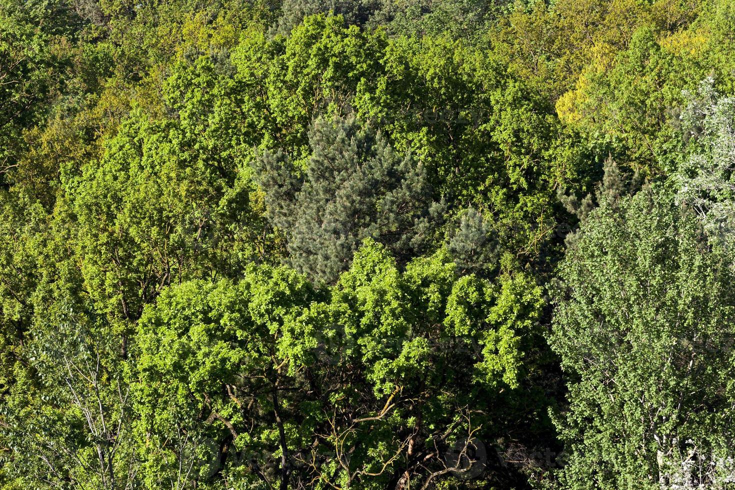 Deciduous forest, close up photo