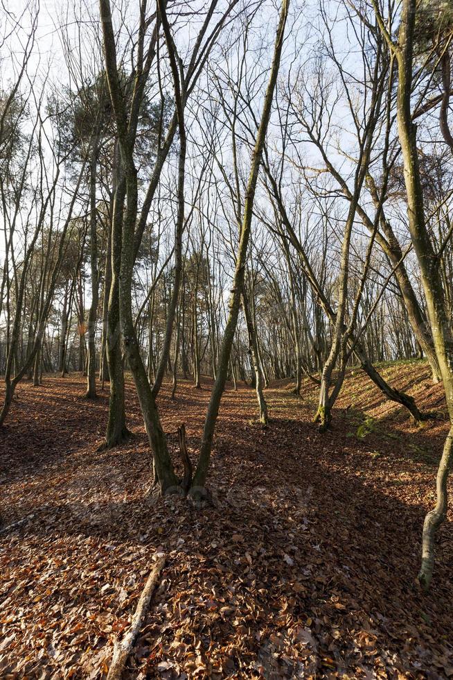 deciduous oak trees in the forest or in the Park photo