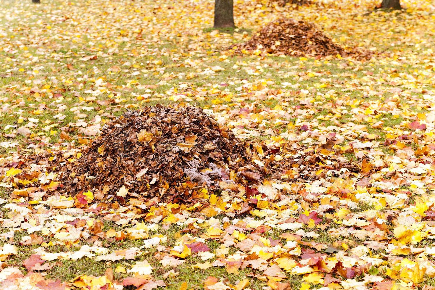 foliage of trees photo