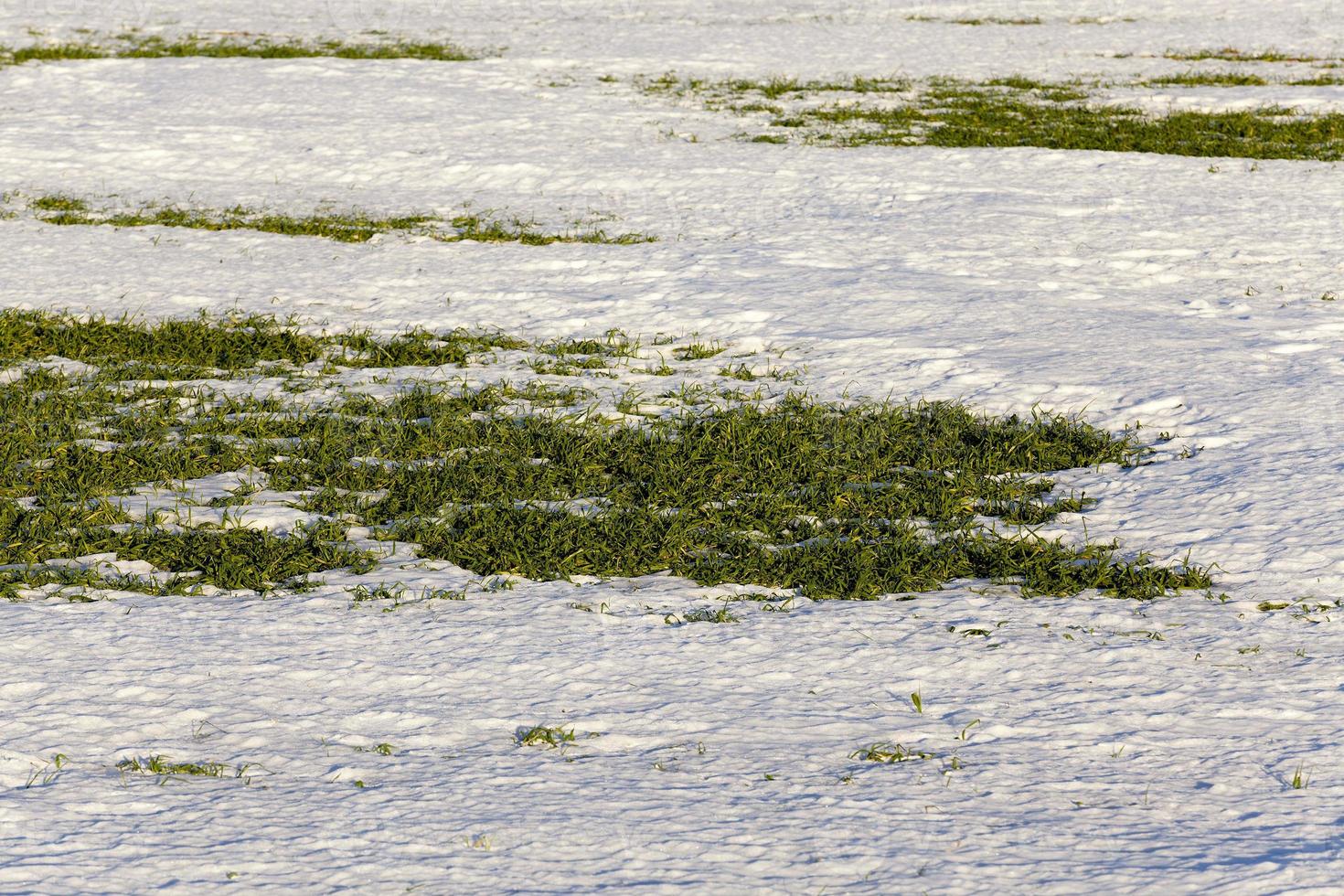 sprouts of winter wheat photo