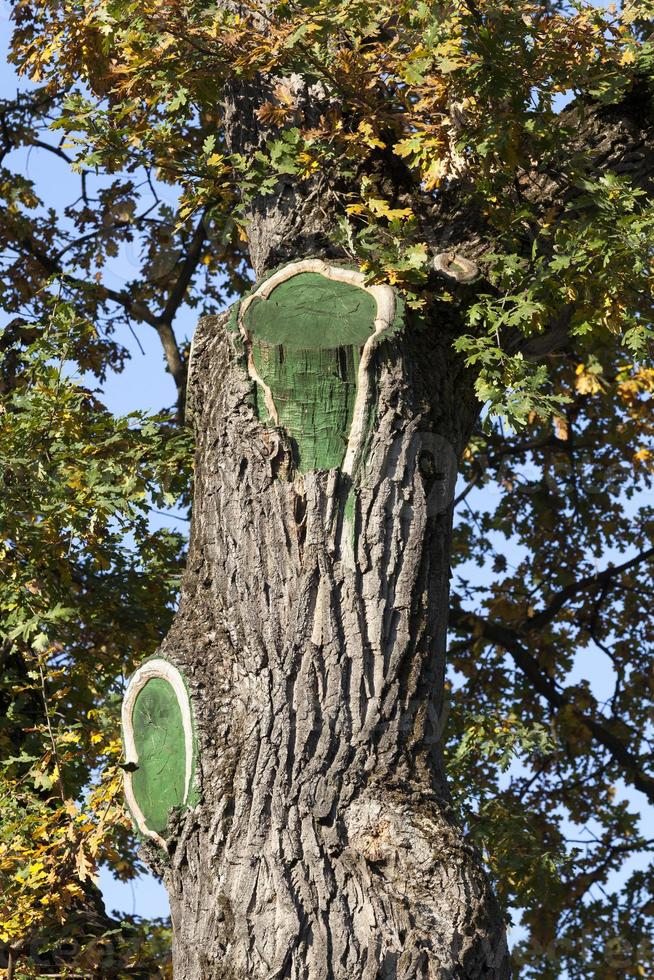 Painted tree trunk photo