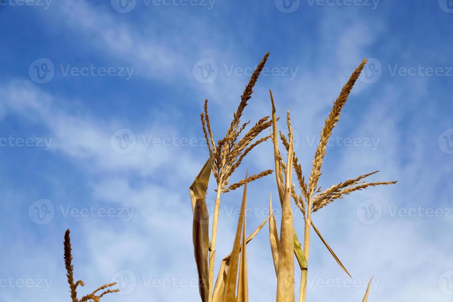 Green immature corn photo