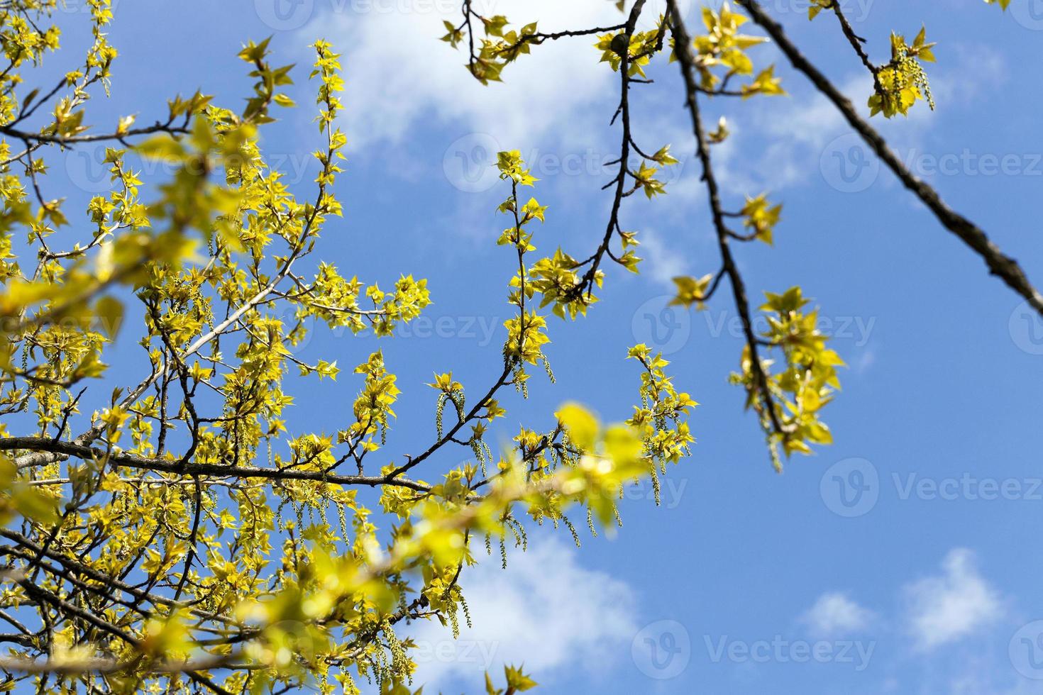 trees in the spring photo