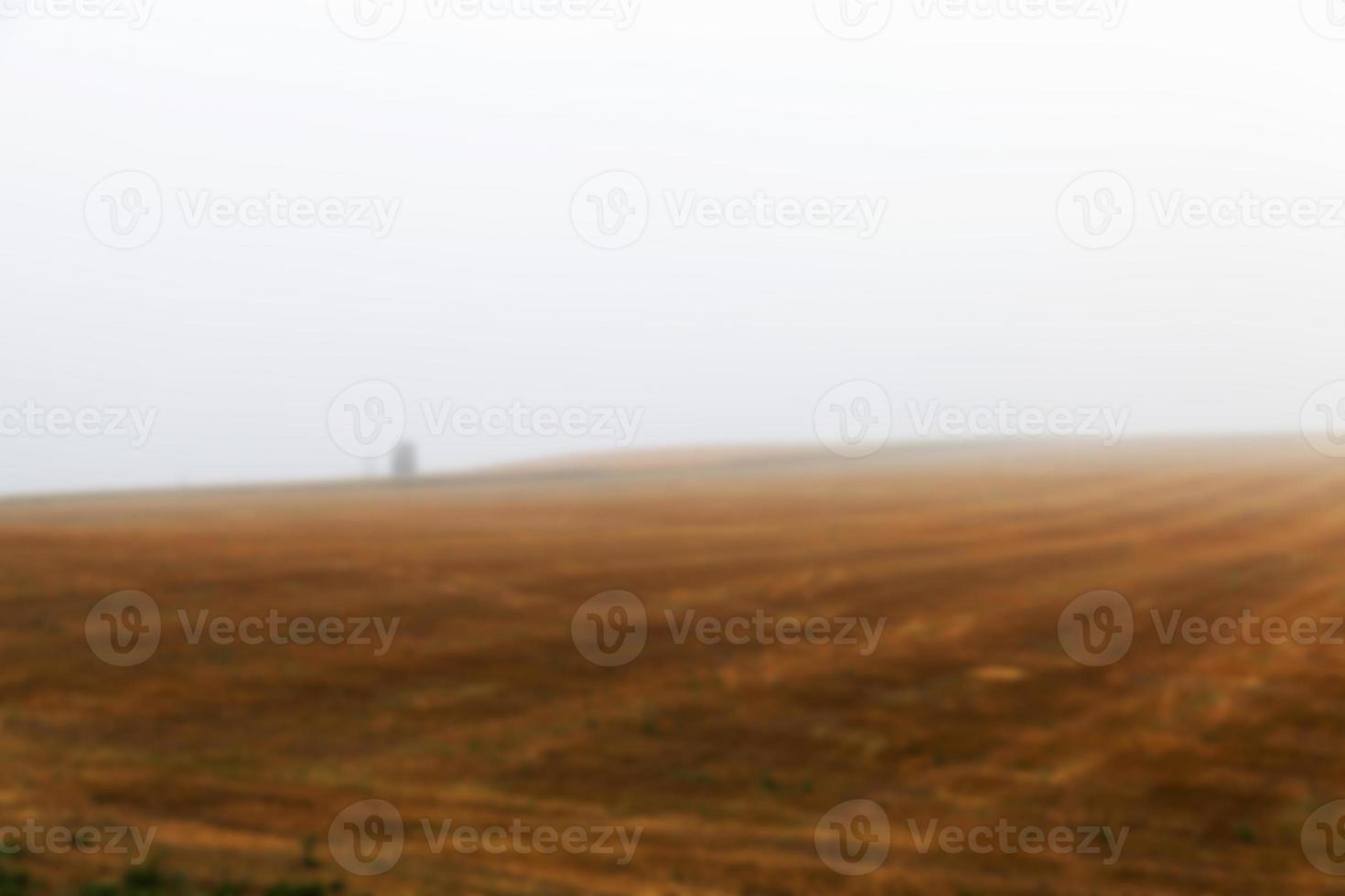 tree in the field photo