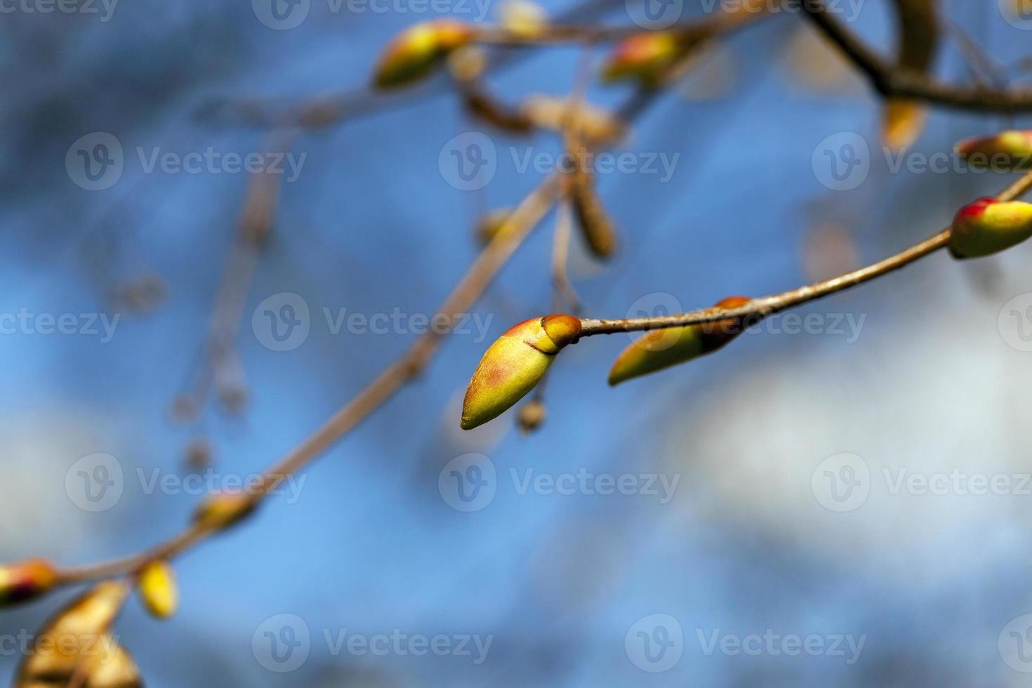 trees in the spring photo