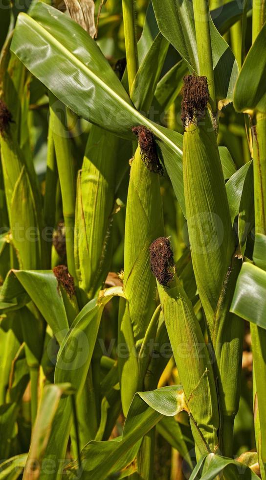 green corn - photographed by a close up ears of green corn. photo