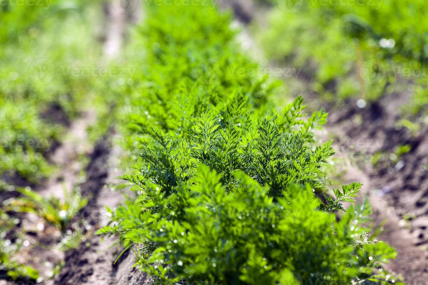 Field with carrot photo