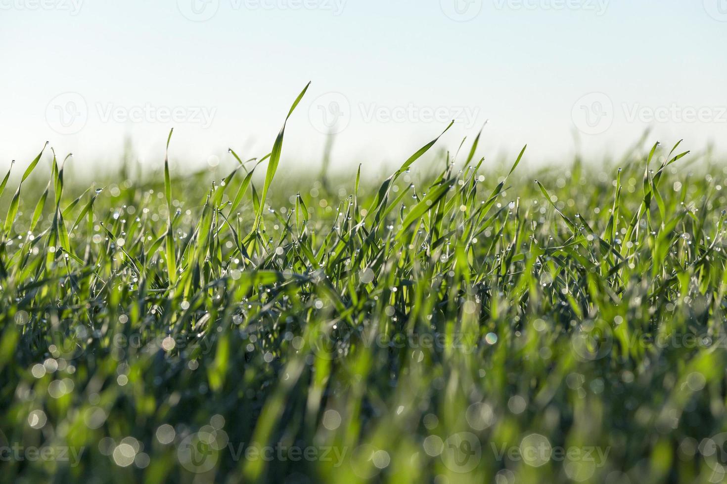 young grass plants, close-up photo