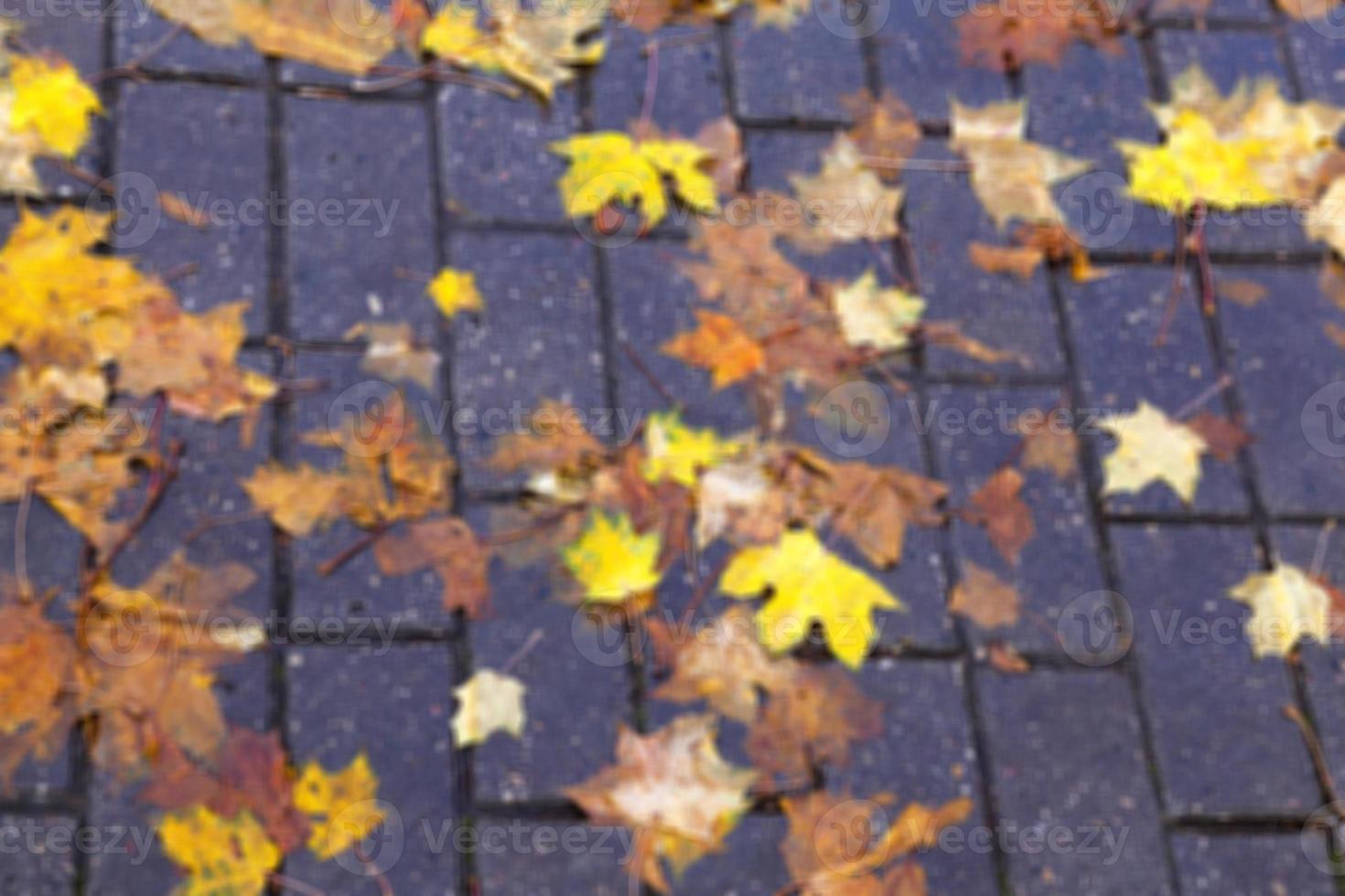 autumn in the park photo