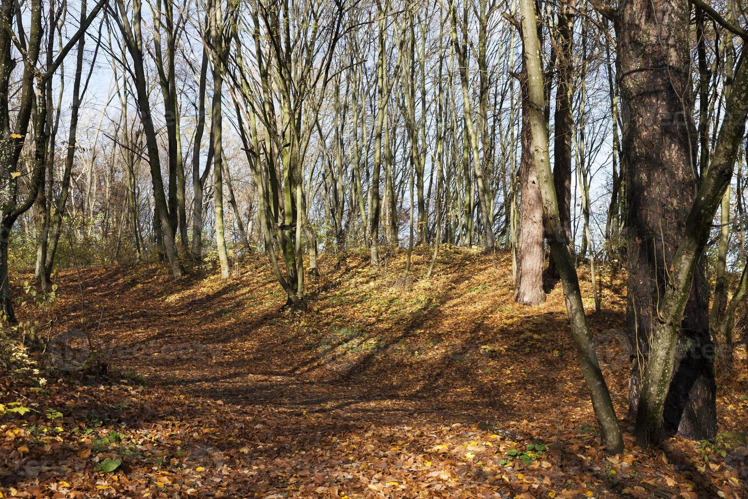 trees in the autumn season photo
