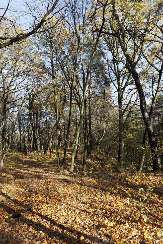 trees in the autumn season photo