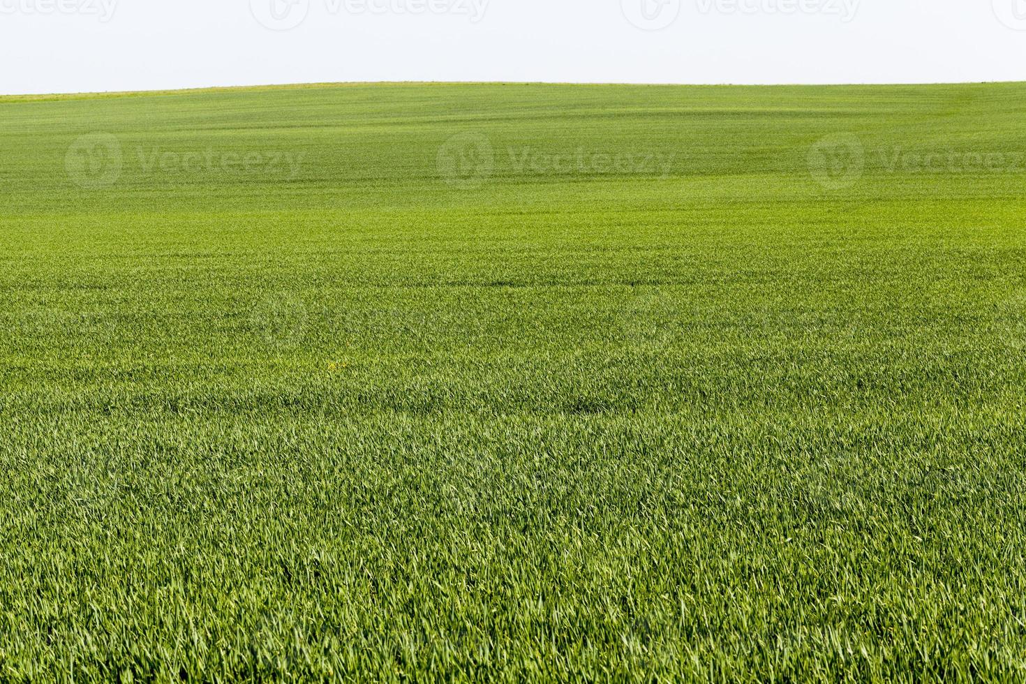 campo agrícola con hierba verde foto