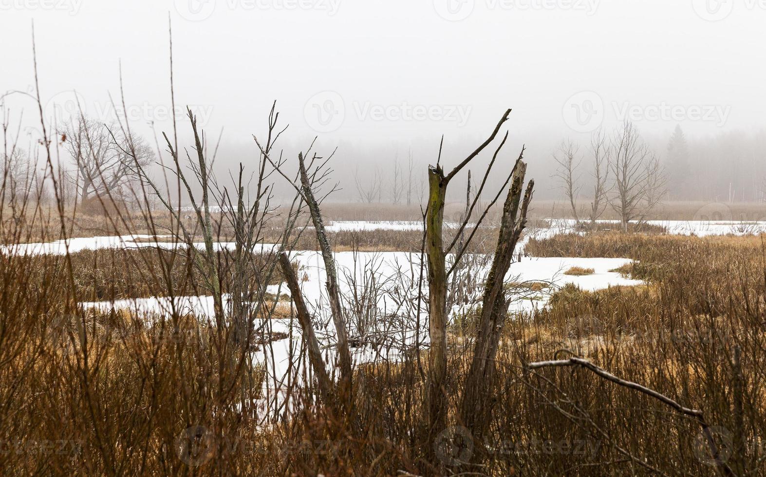 snow part of the swamp winter photo