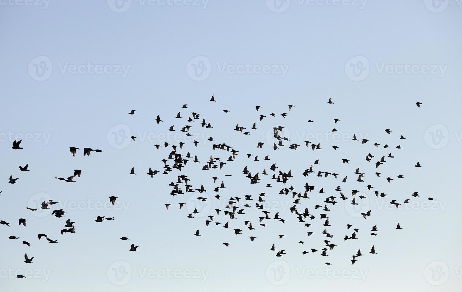 birds flying in the sky photo