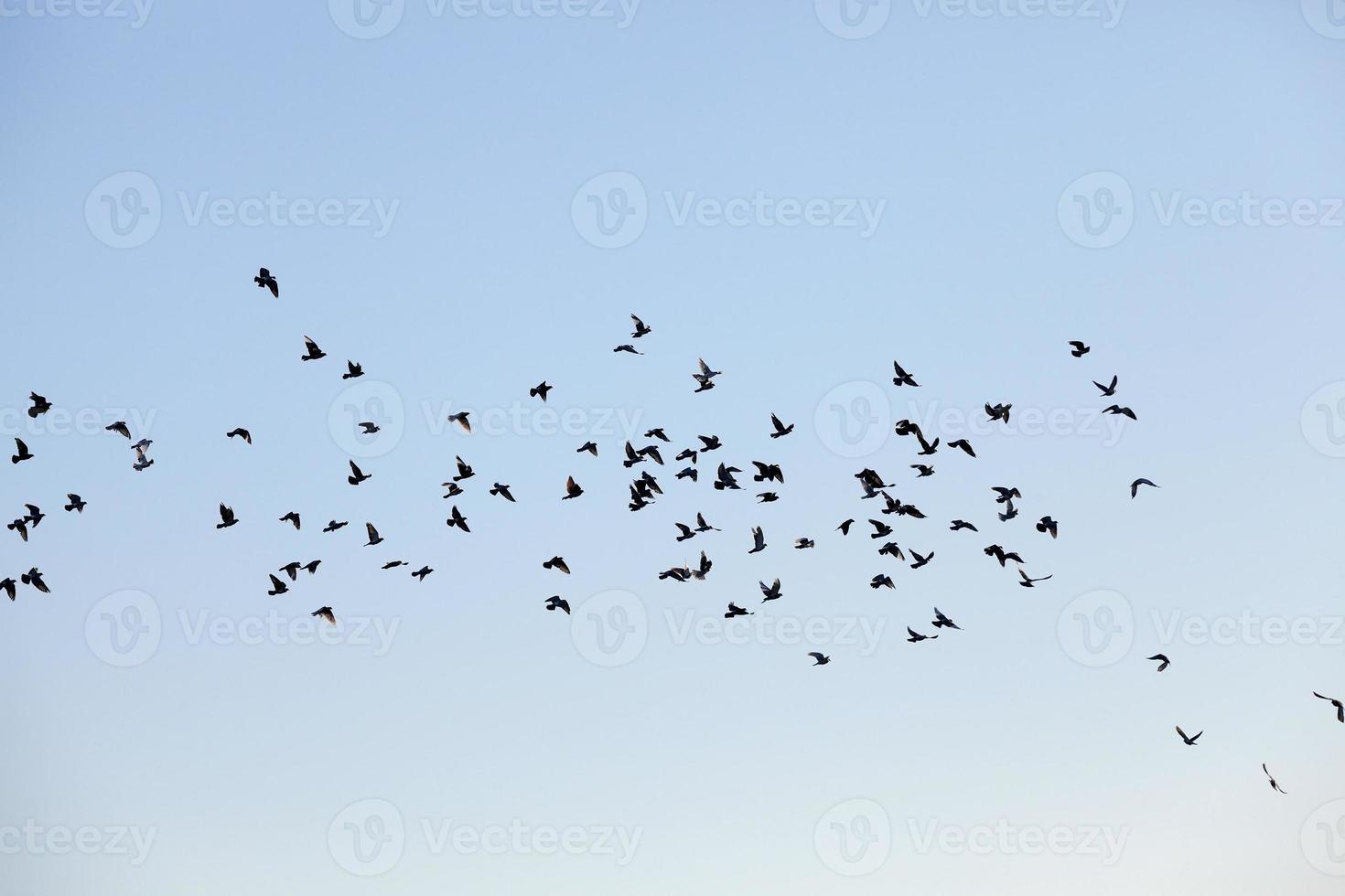 birds flying in the sky photo