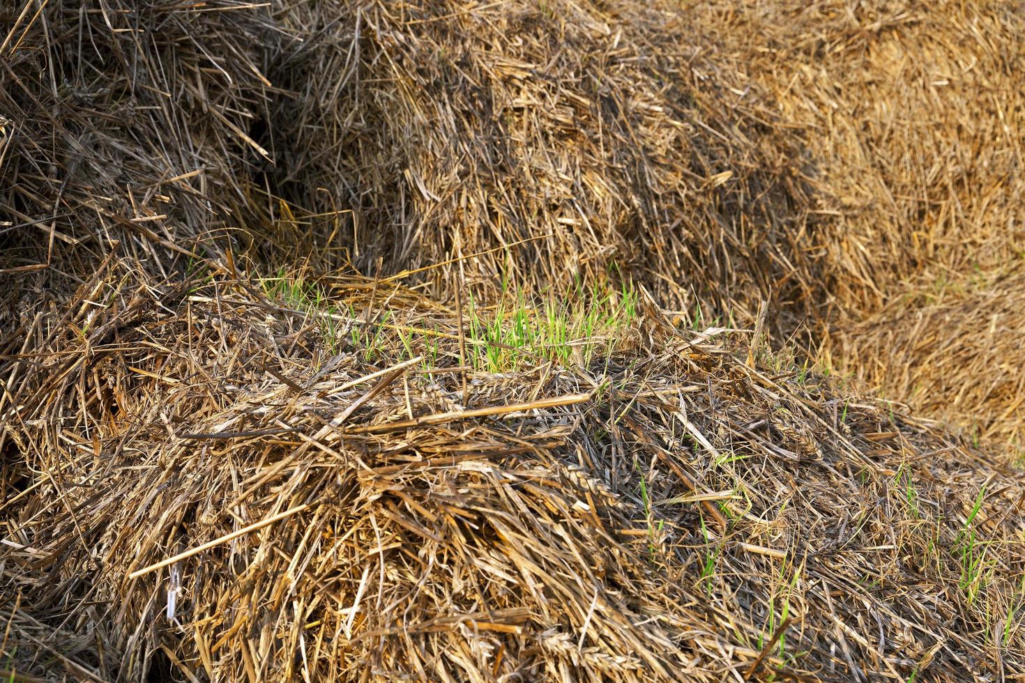 wheat germ, sprout photo